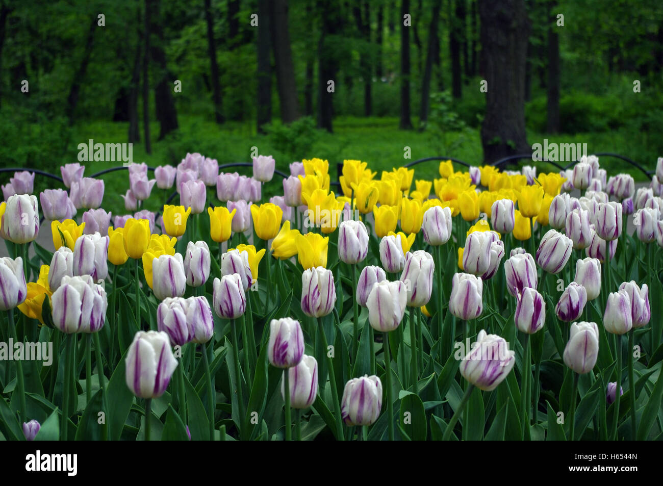 Ga garden with colorful flowers tulips in the green park Stock Photo ...
