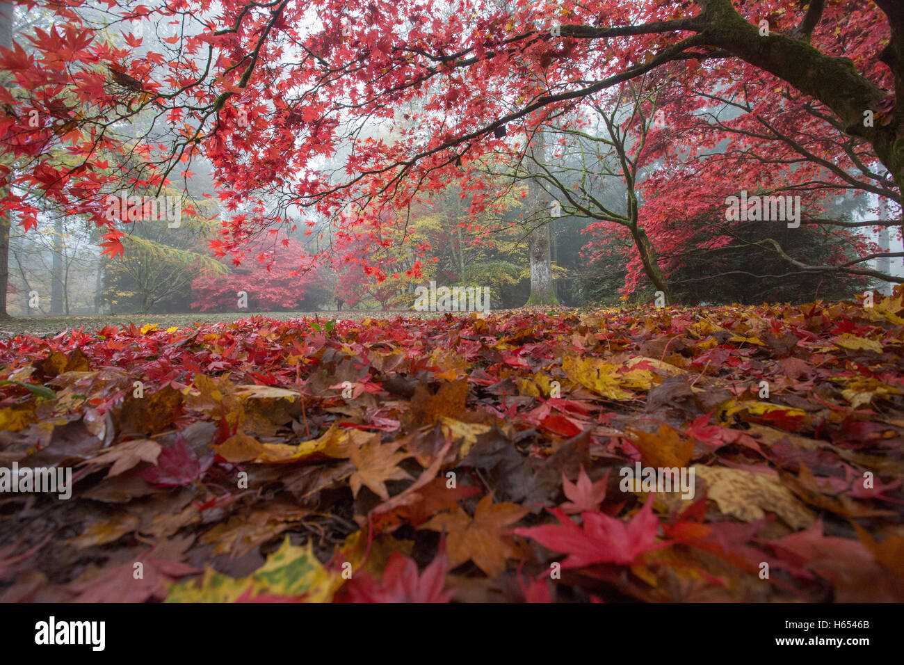 Leaf fall carpet leaves hi-res stock photography and images - Alamy