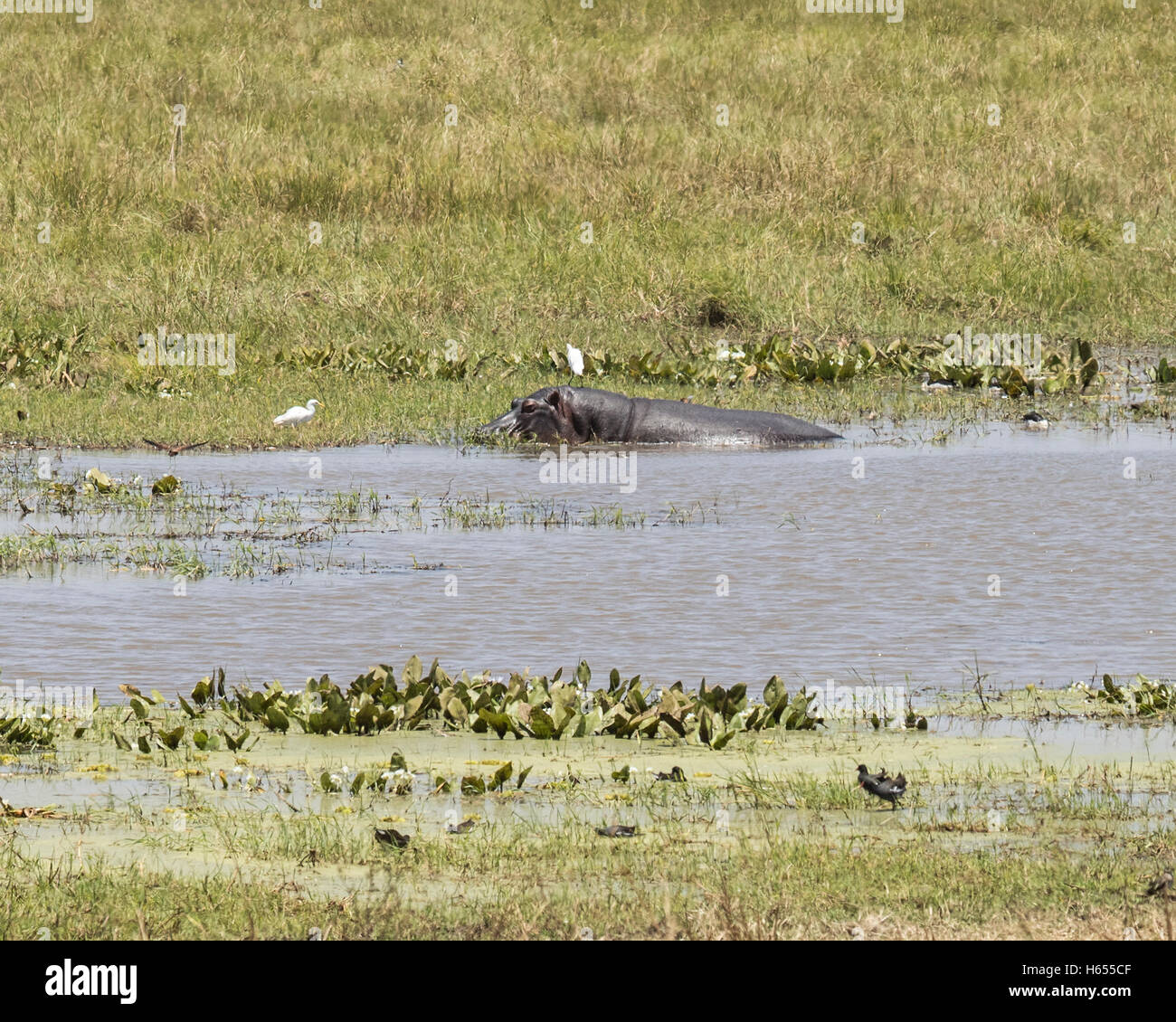 A hippo and cattle egrets in Tarangire National Park, Tanzania Stock Photo