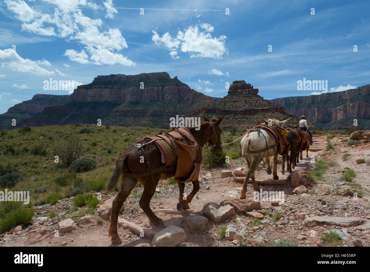 Grand Canyon (AZ, USA) is up to 18 miles wide and 277 miles long Stock ...