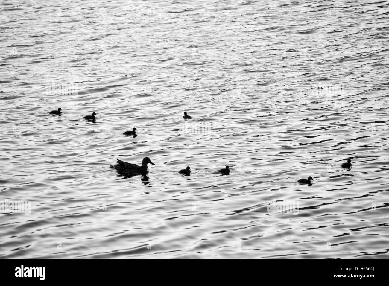 Duck family in Central Park Stock Photo - Alamy