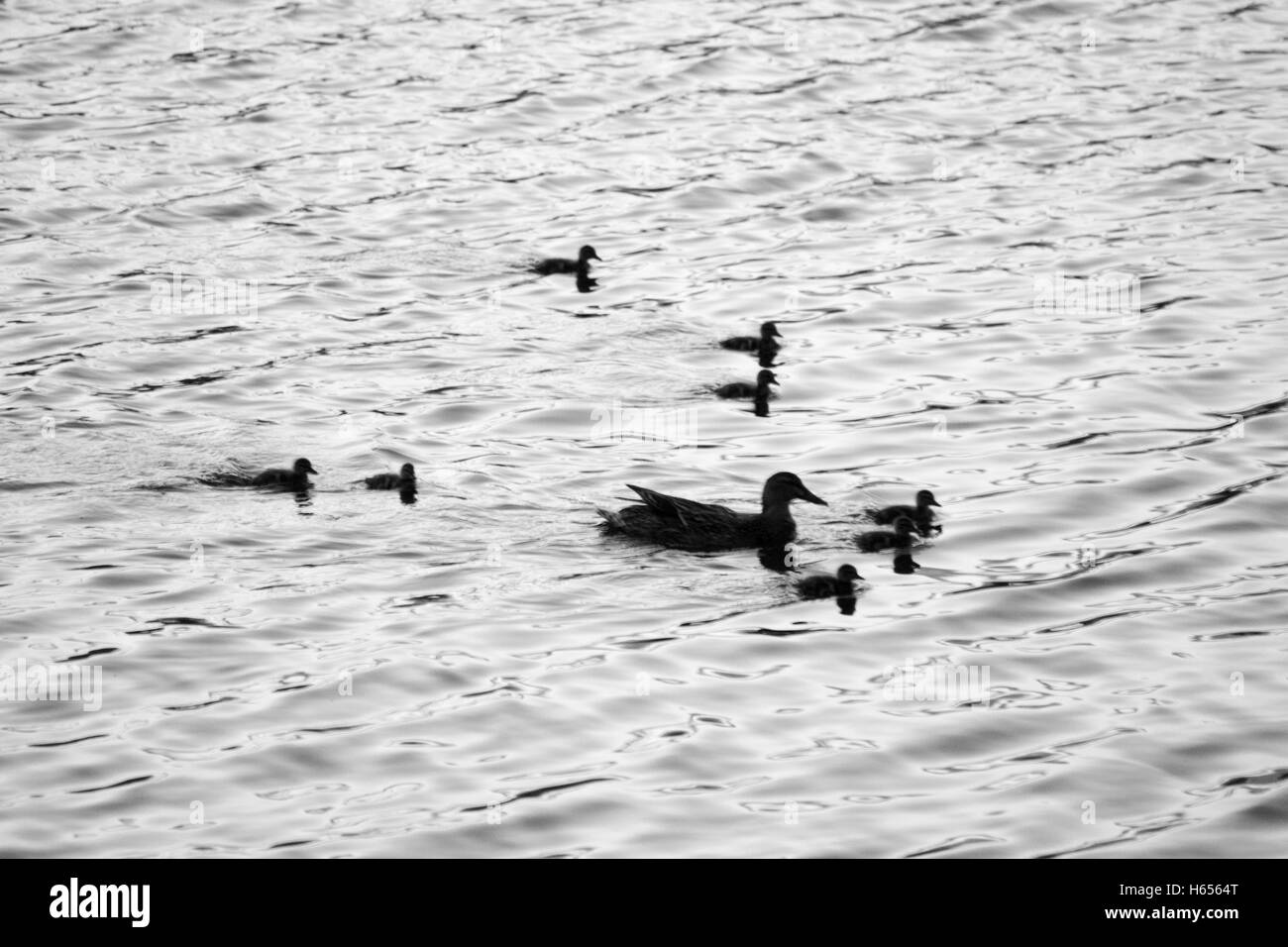 Duck family in Central Park Stock Photo - Alamy