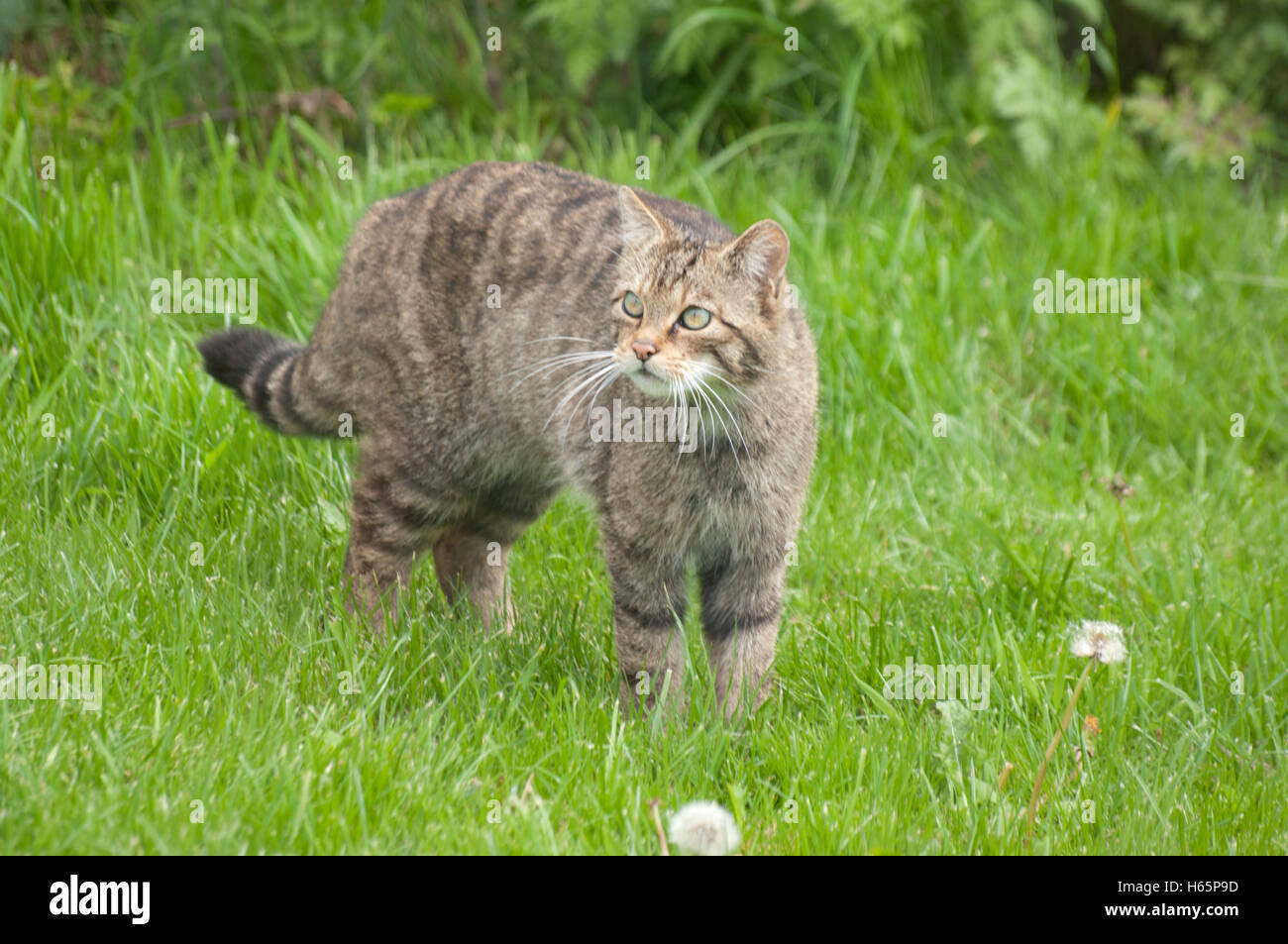 Scottish Wild Cat, Felix Svlvestris, Stock Photo