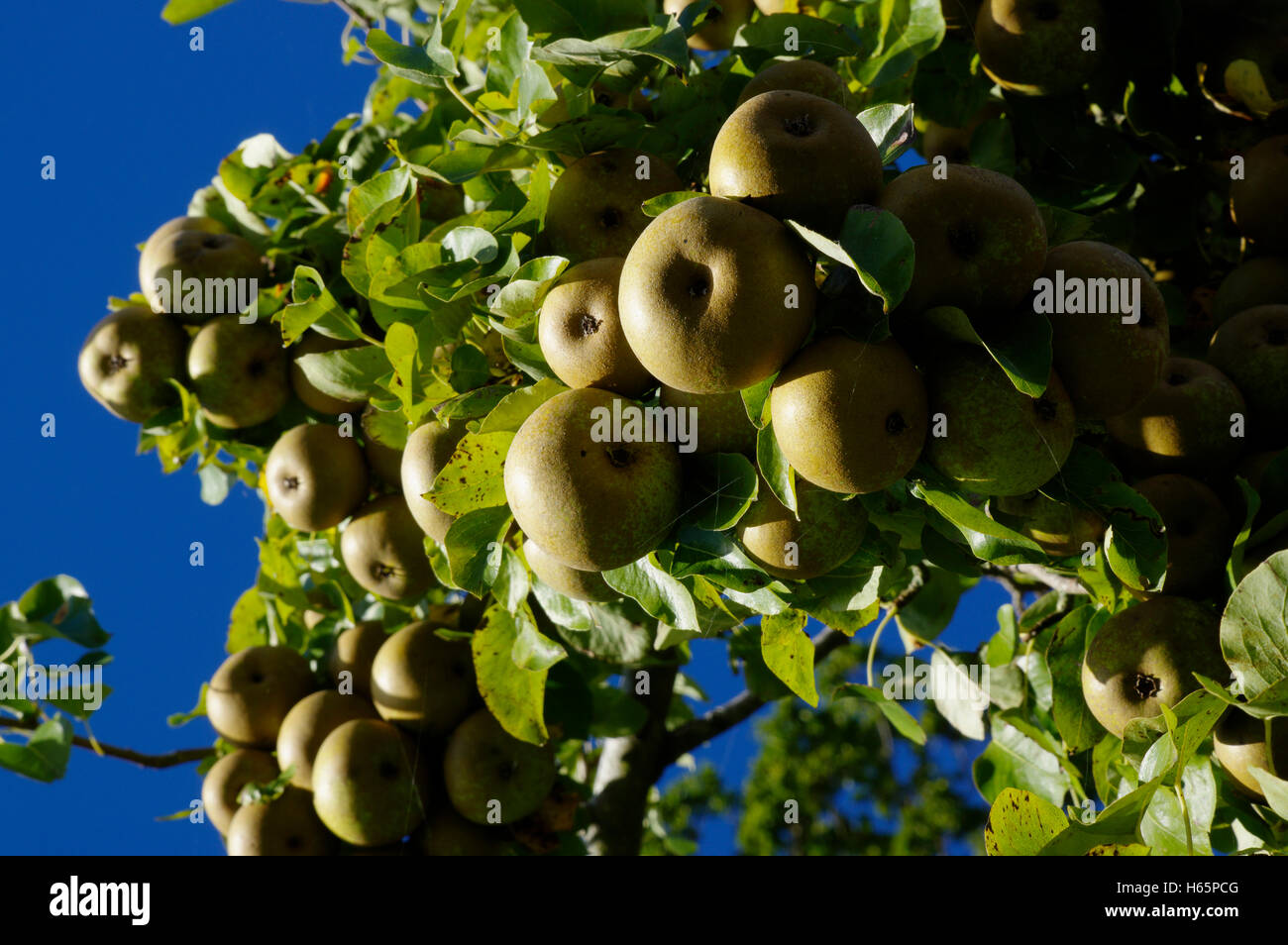 Apples growing in tree Stock Photo - Alamy