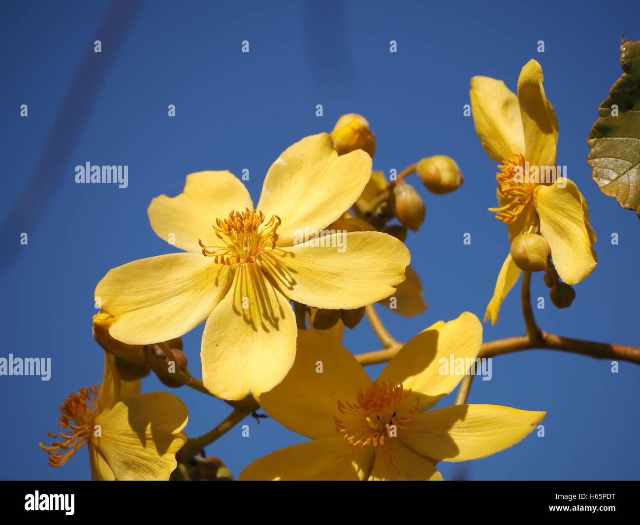 A blooming yellow flower (kapok bush) on a cloudless day in the Kakadu