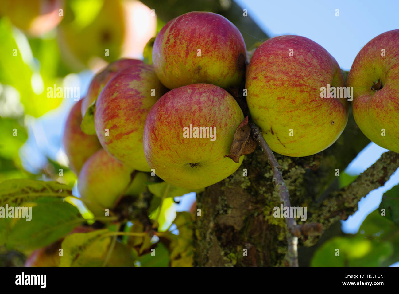 Apples growing in tree Stock Photo Alamy