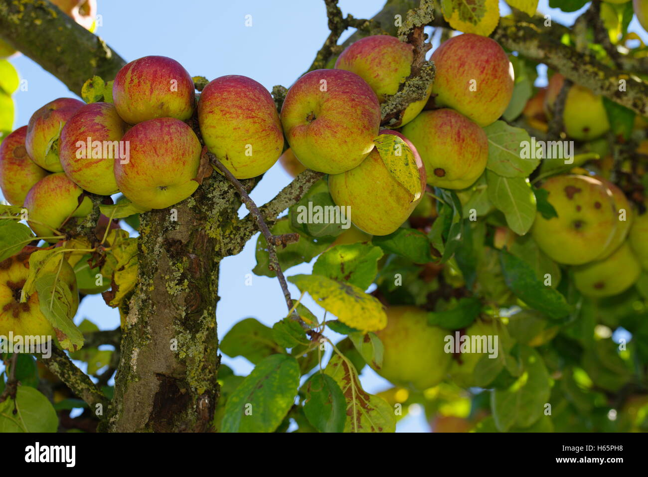 Apples growing in tree Stock Photo Alamy
