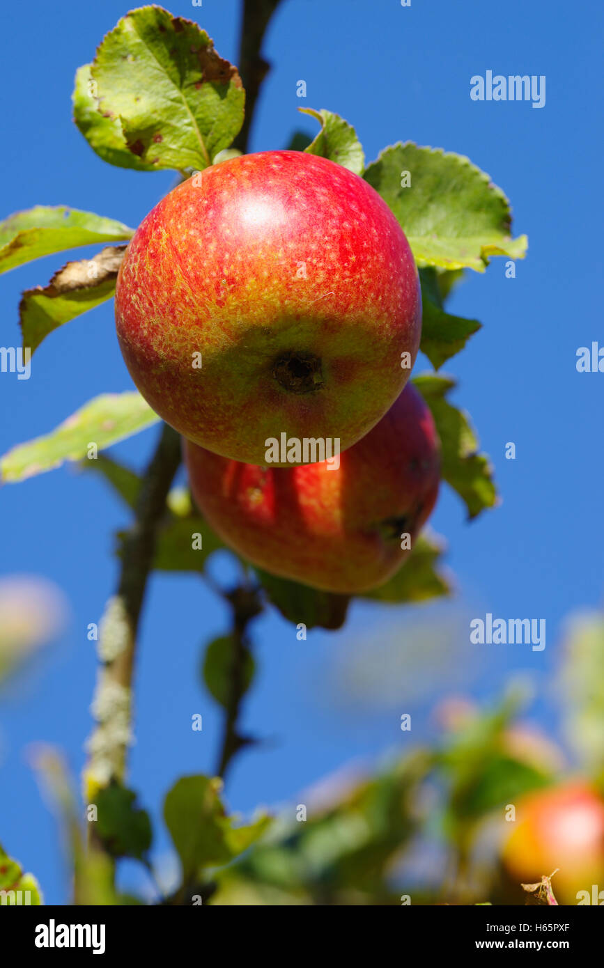 Apples growing in tree Stock Photo