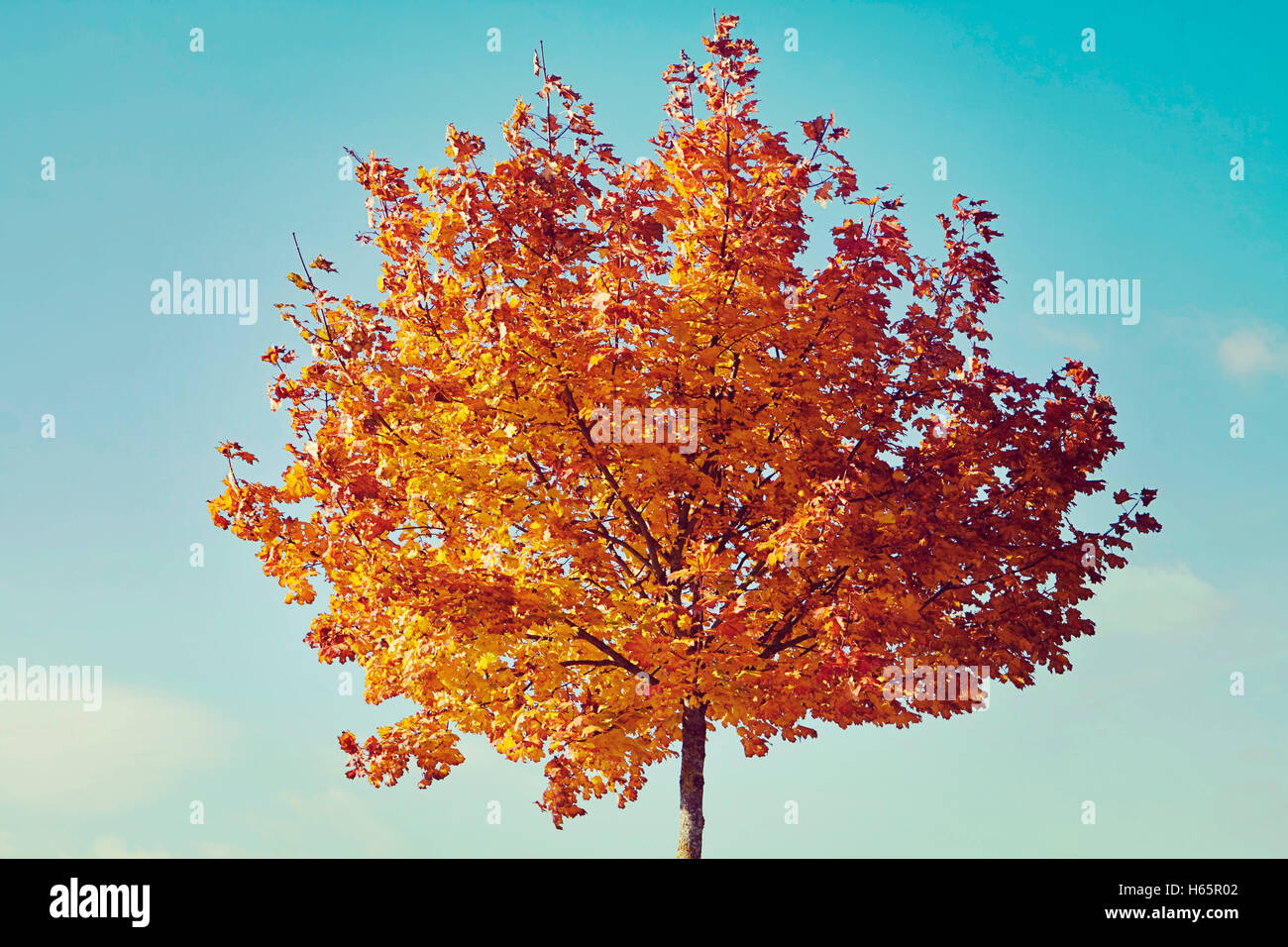Autumn time, beautiful tree with red leaves against blue sky Stock ...