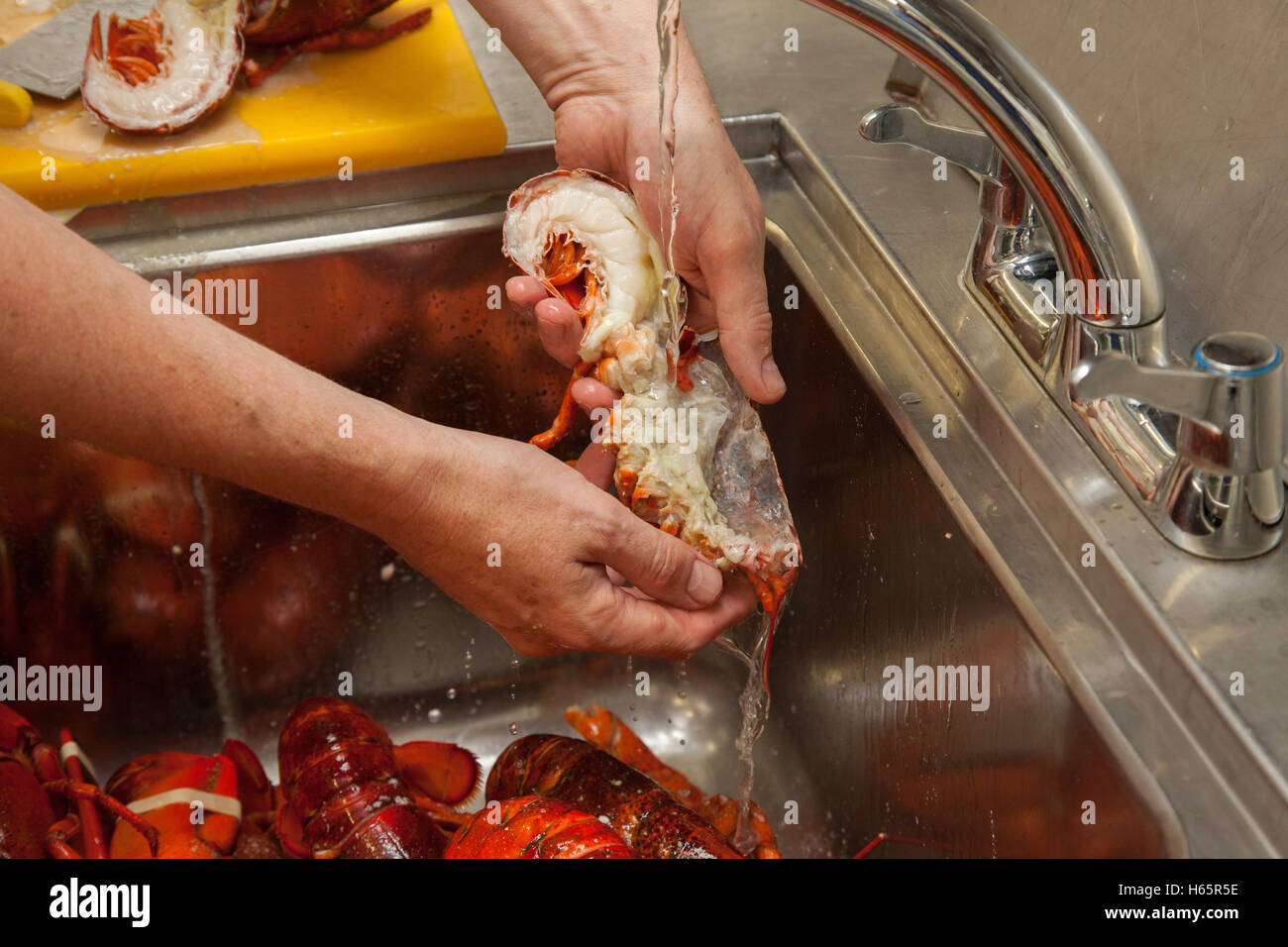 Wasking freshly cooked lobster under a tap in a sink Stock Photo
