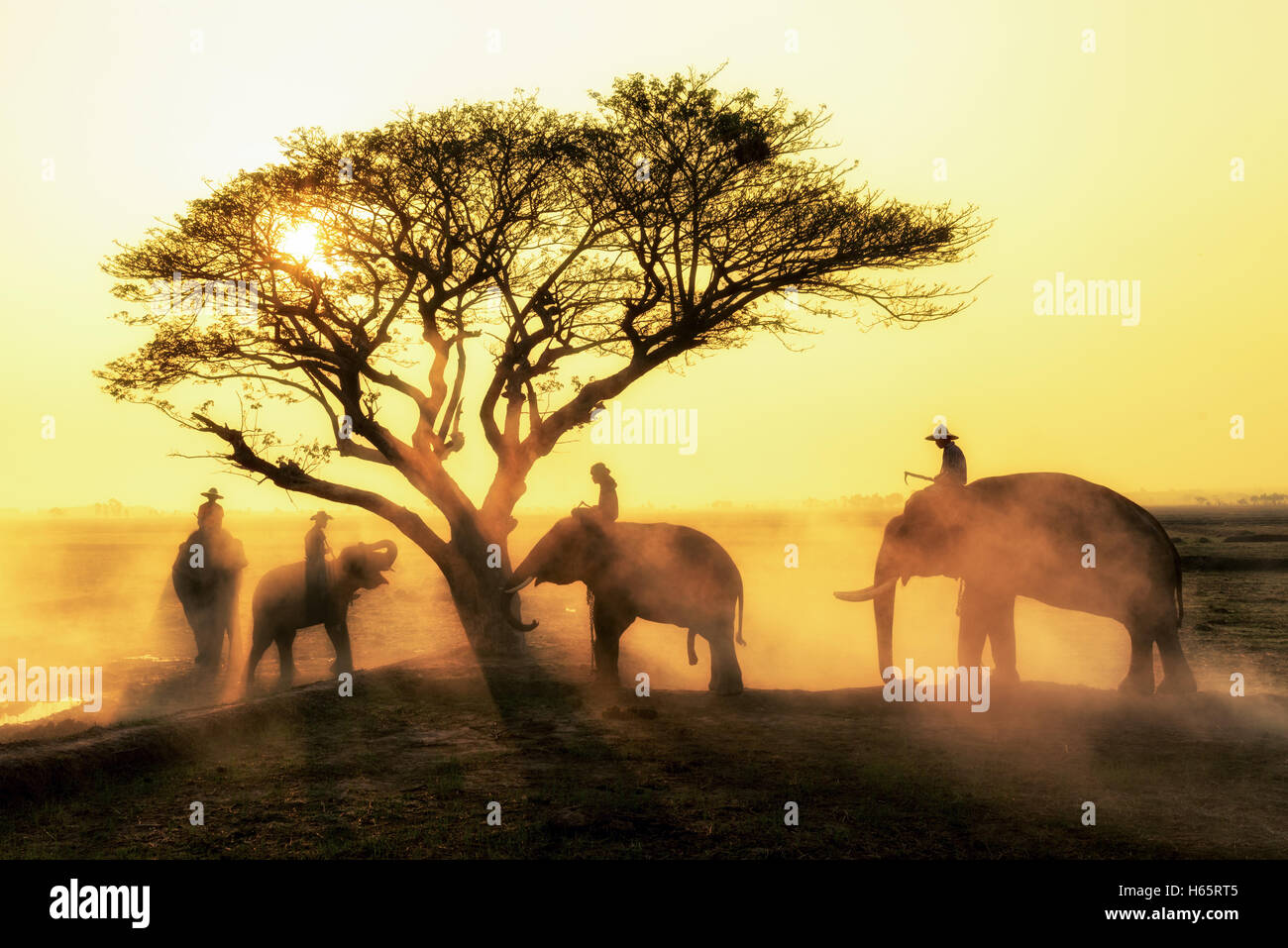 Silhouette Elephant and mahout at sunrise. Lifestyle of Elephant and Mahout Stock Photo