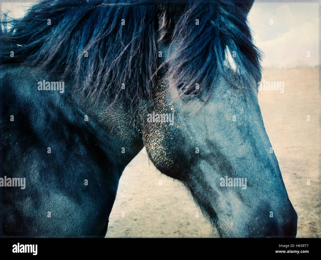 Blue horse head with side glance at camera Stock Photo