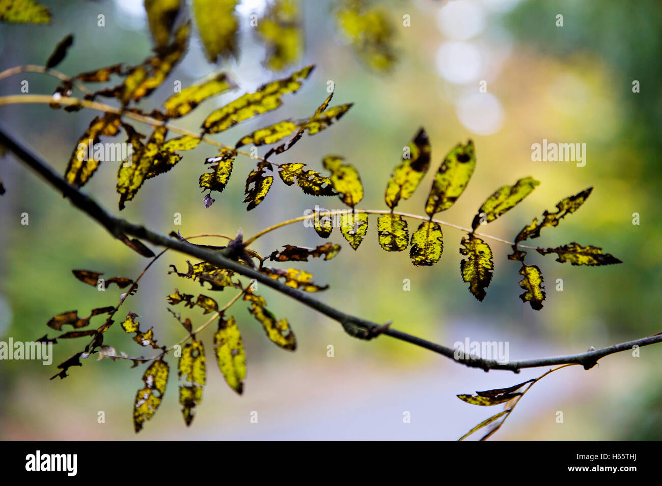 Trees leaf hi-res stock photography and images - Alamy
