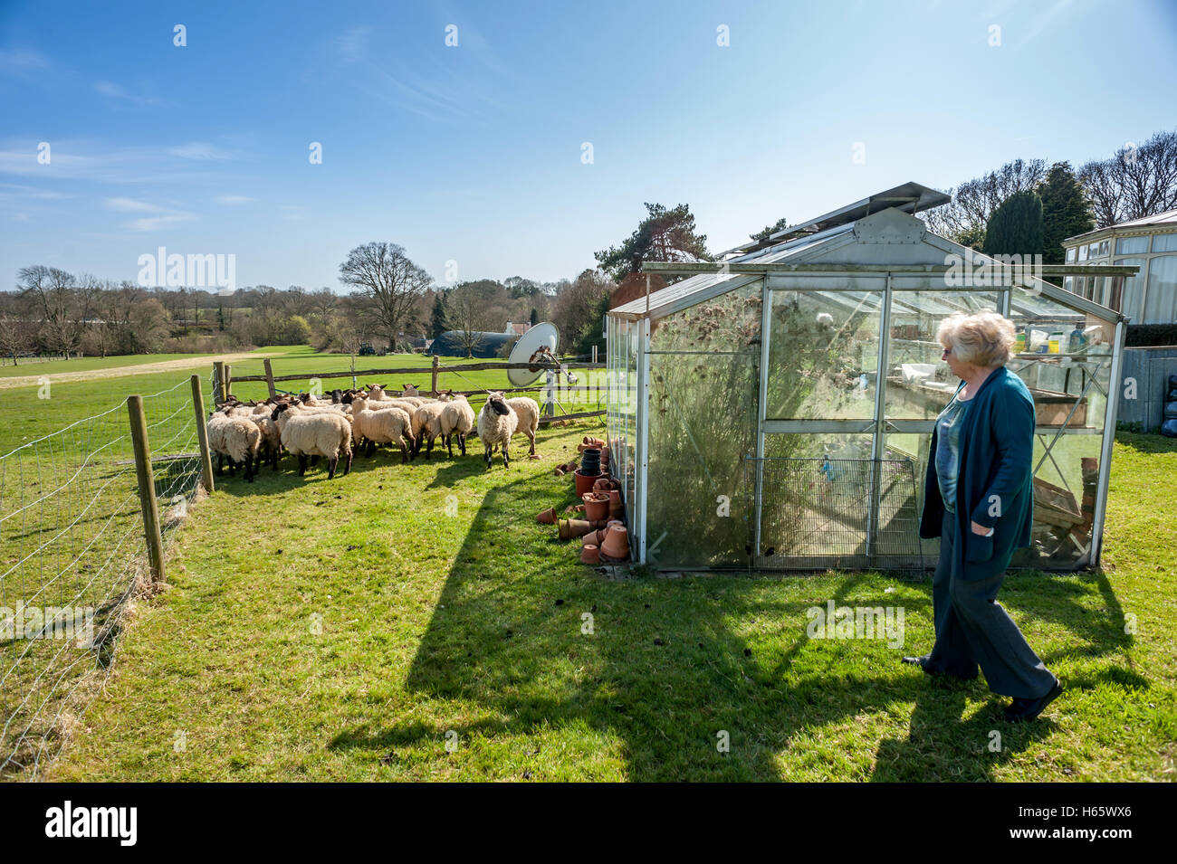 Hugh and Irene Soper, of Chiddingly, East Sussex, who woke last week to find more than twenty sheep in their back garden. No-one Stock Photo