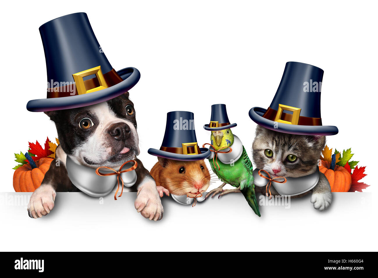 Thanksgiving pet celebration as a blank sign with a fun cat happy dog cute hamster and budgie each wearing a pilgrim hat head garment as an autumn seasonal symbol for funny pets in costume with 3D illustration elements. Stock Photo