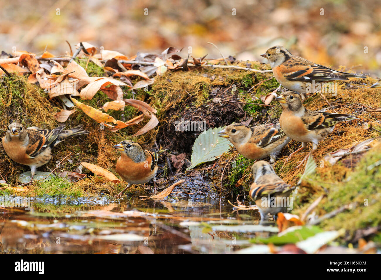 flock of finches on watering Stock Photo Alamy