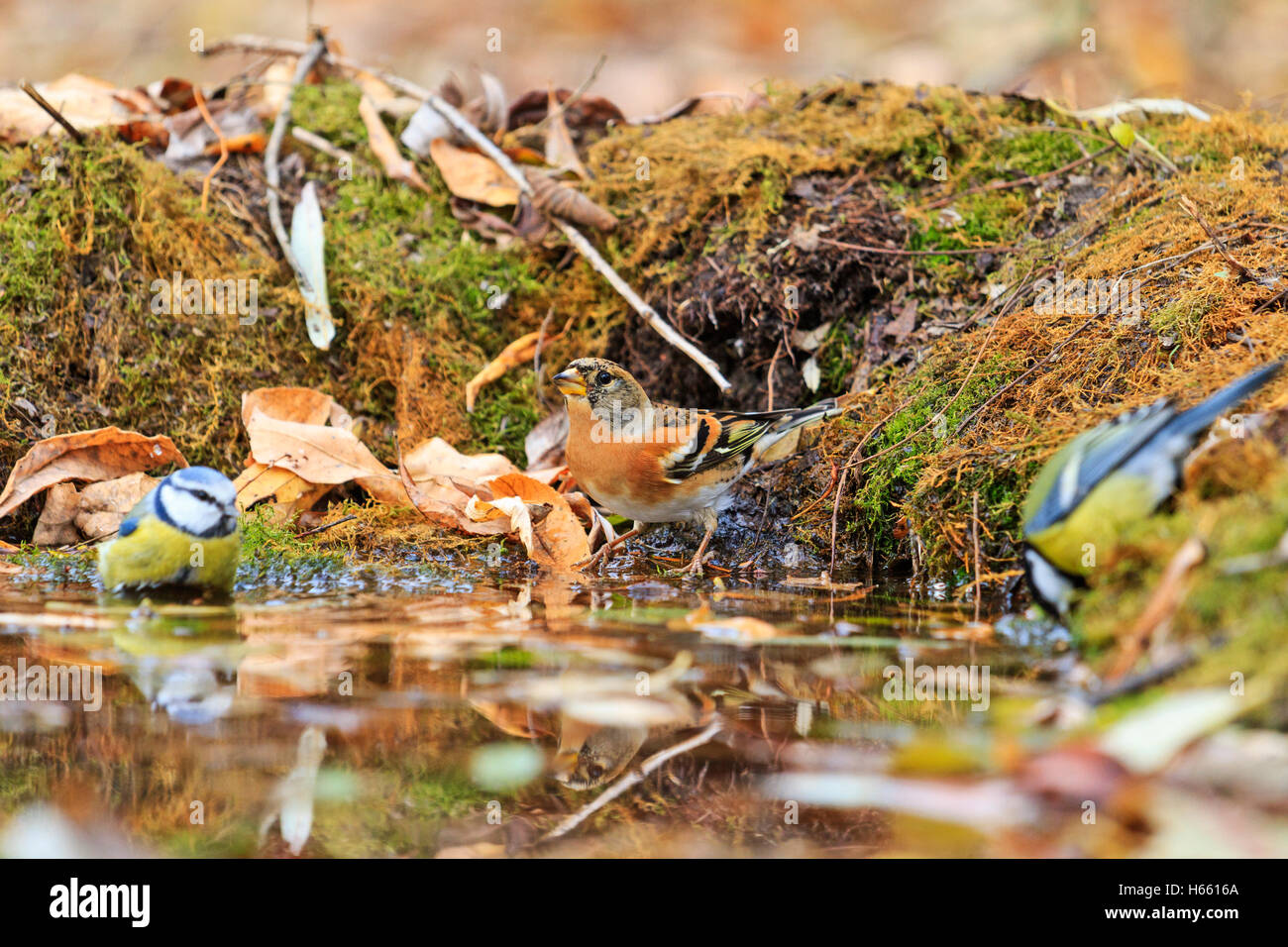 Two different types of birds hi-res stock photography and images - Alamy