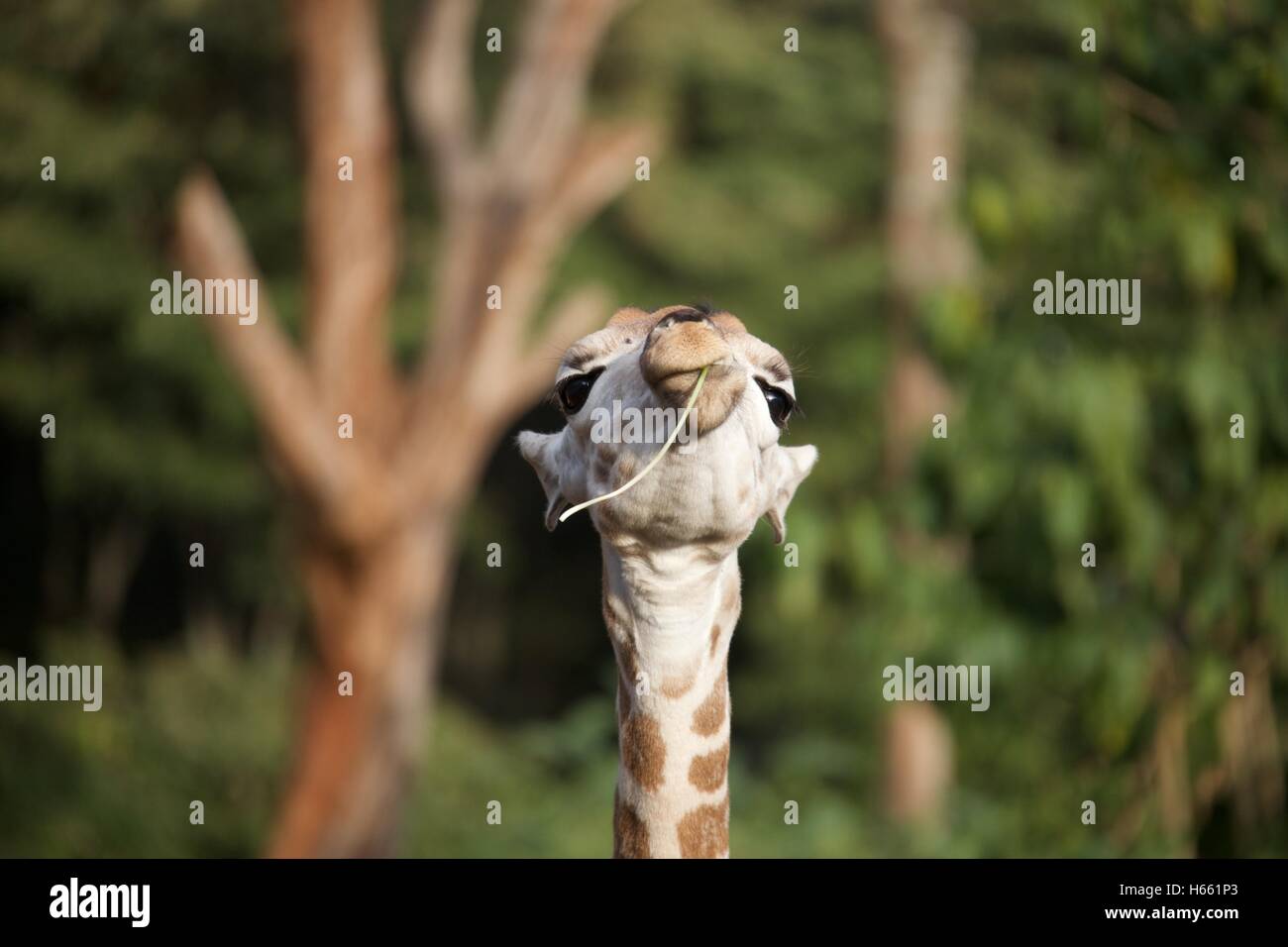 Baby giraffe looking at the camera while eating some greens Stock Photo