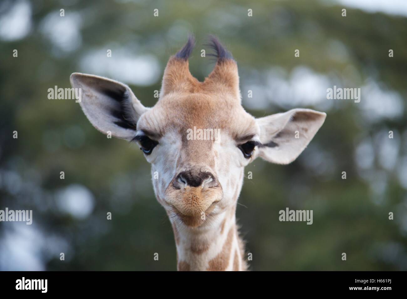 Baby giraffe portrait, Kenya Stock Photo