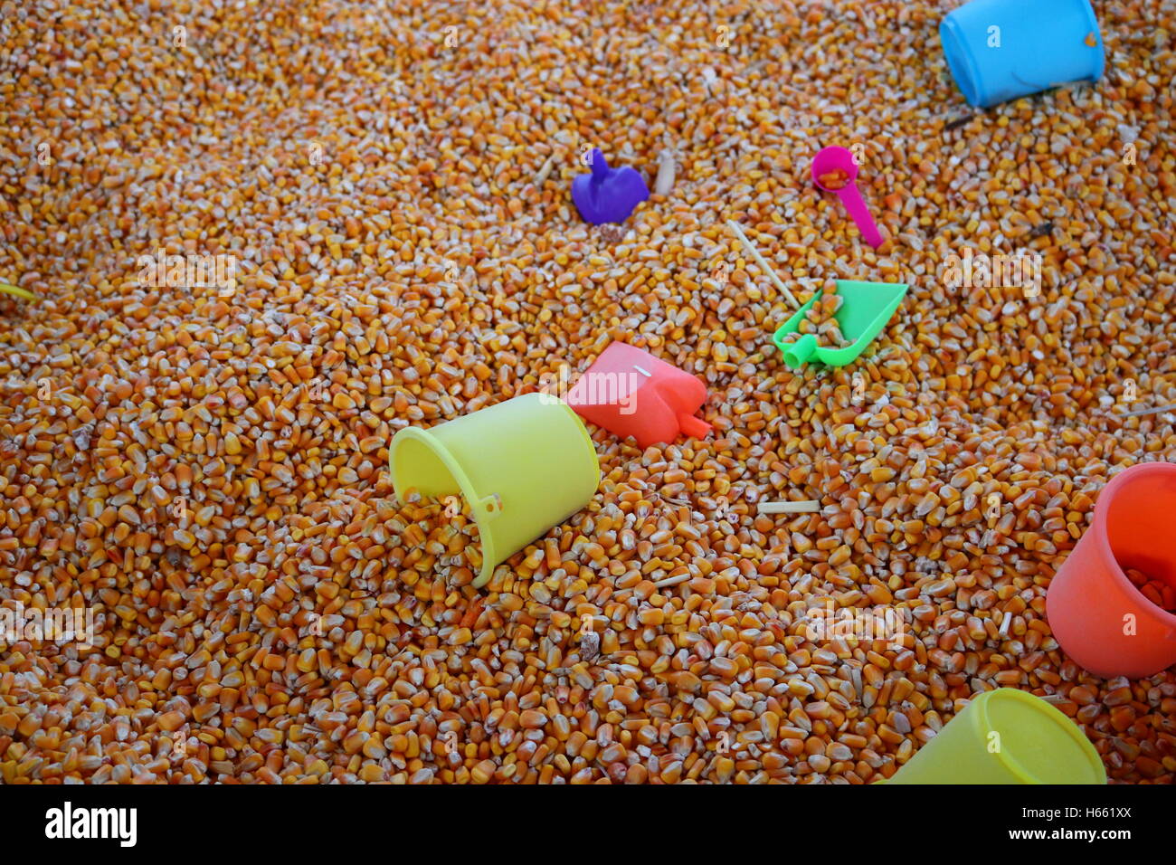 Corn kernels with sandbox toys Stock Photo Alamy