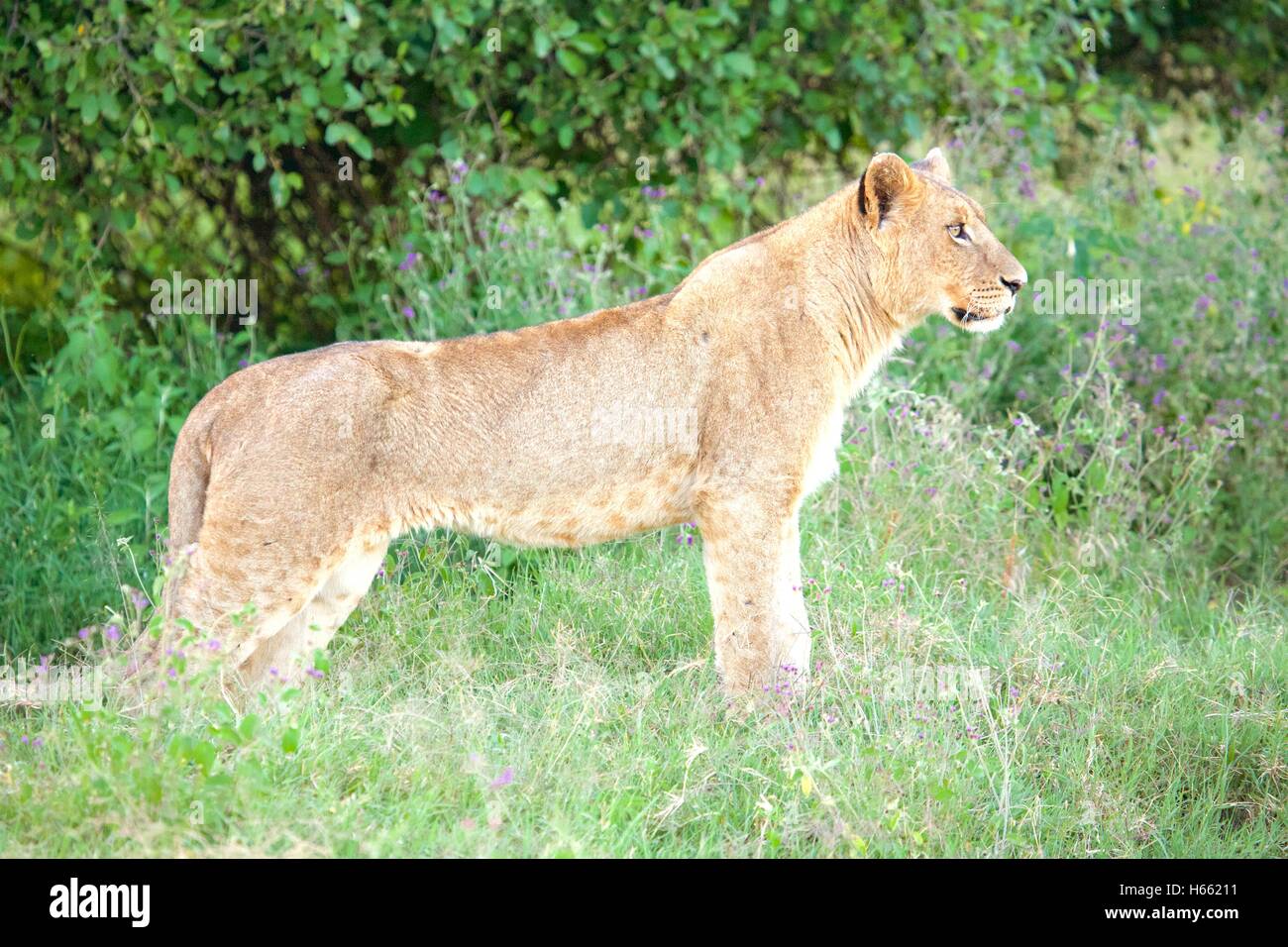 Young lioness seen on safari in Lake Nakuru National Park, Kenya. Stock Photo
