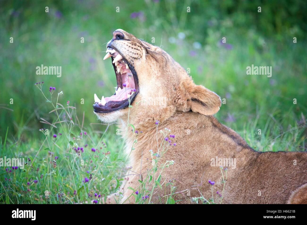 Safari lioness hi-res stock photography and images - Alamy