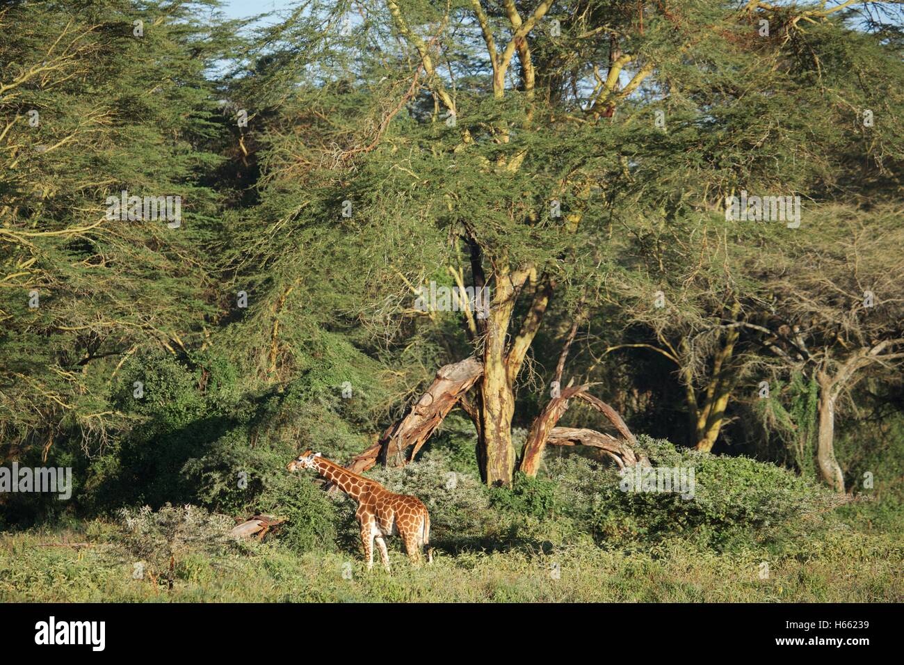 Viewing wild Rothschild giraffe on safari in Lake Nakuru, Kenya Stock Photo