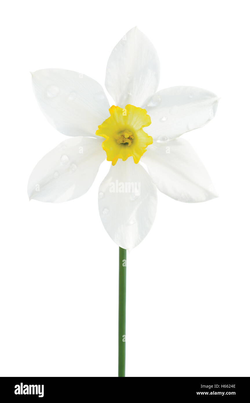 White daffodil narcissus L. blooming flower, yellow amaryllis jonquil stamen, bright isolated macro closeup studio shot, large Stock Photo