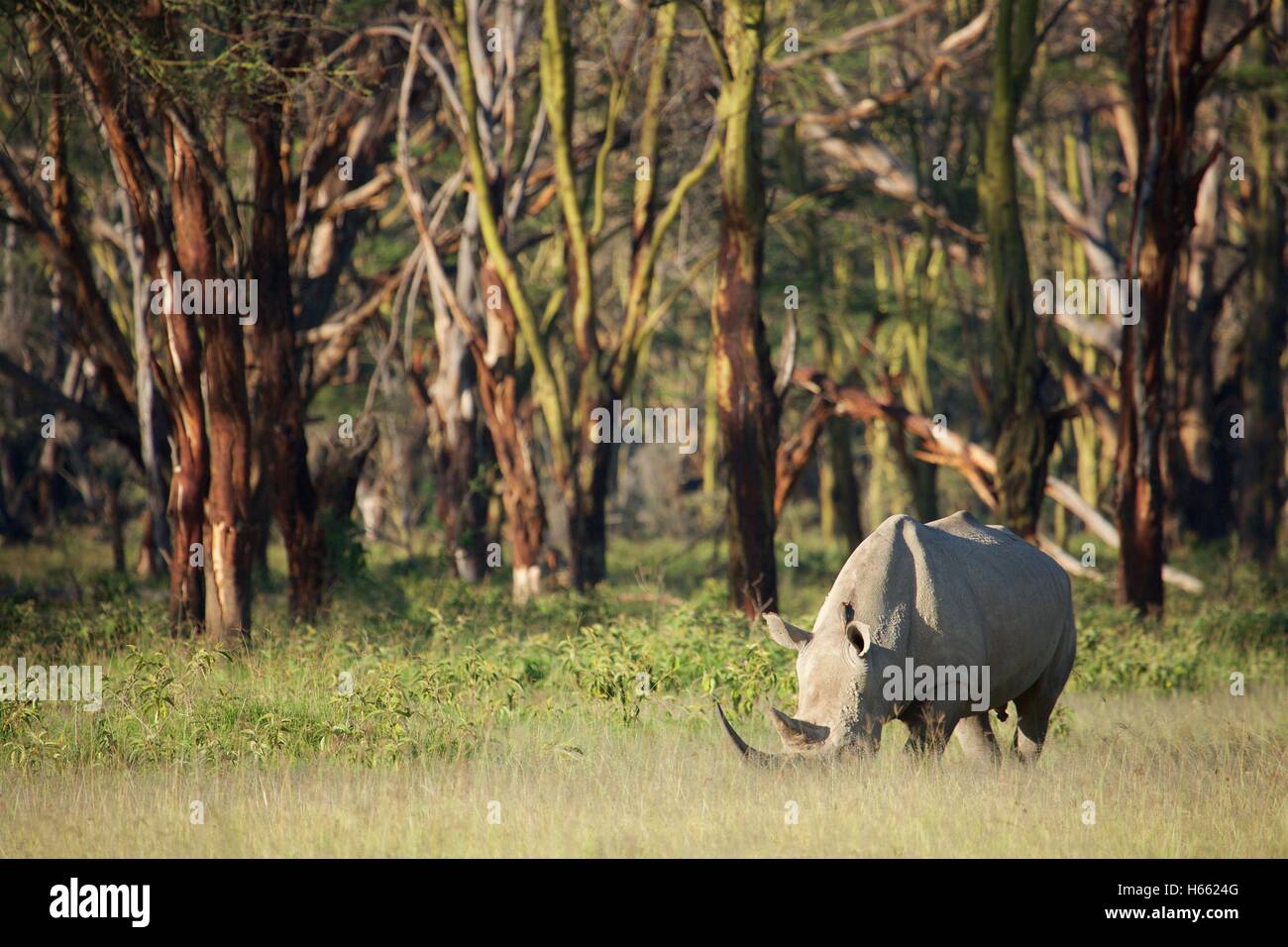 An endangered white rhino viewed on safari in Lake Nakuru, Kenya Stock Photo
