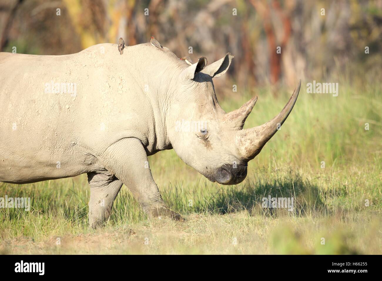 An endangered white rhino viewed on safari in Lake Nakuru, Kenya Stock Photo