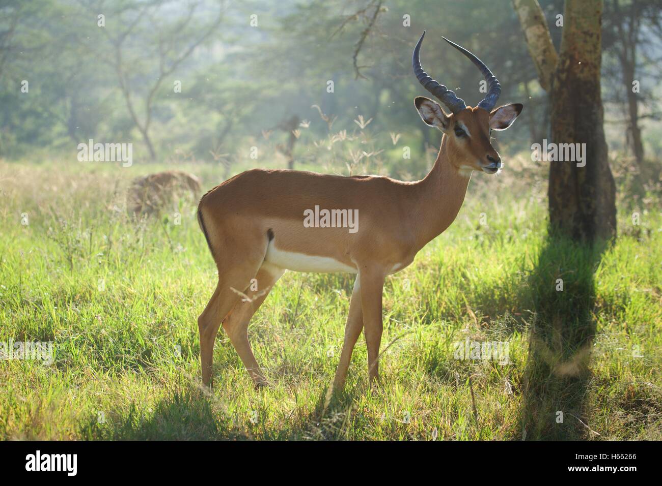Viewing wild impala on safari in Lake Nakuru National Park, Kenya. Stock Photo