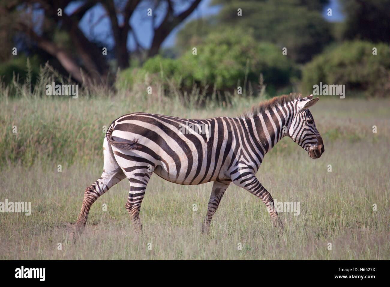 Zebra on safari in Amboseli National Park, Kenya. Stock Photo