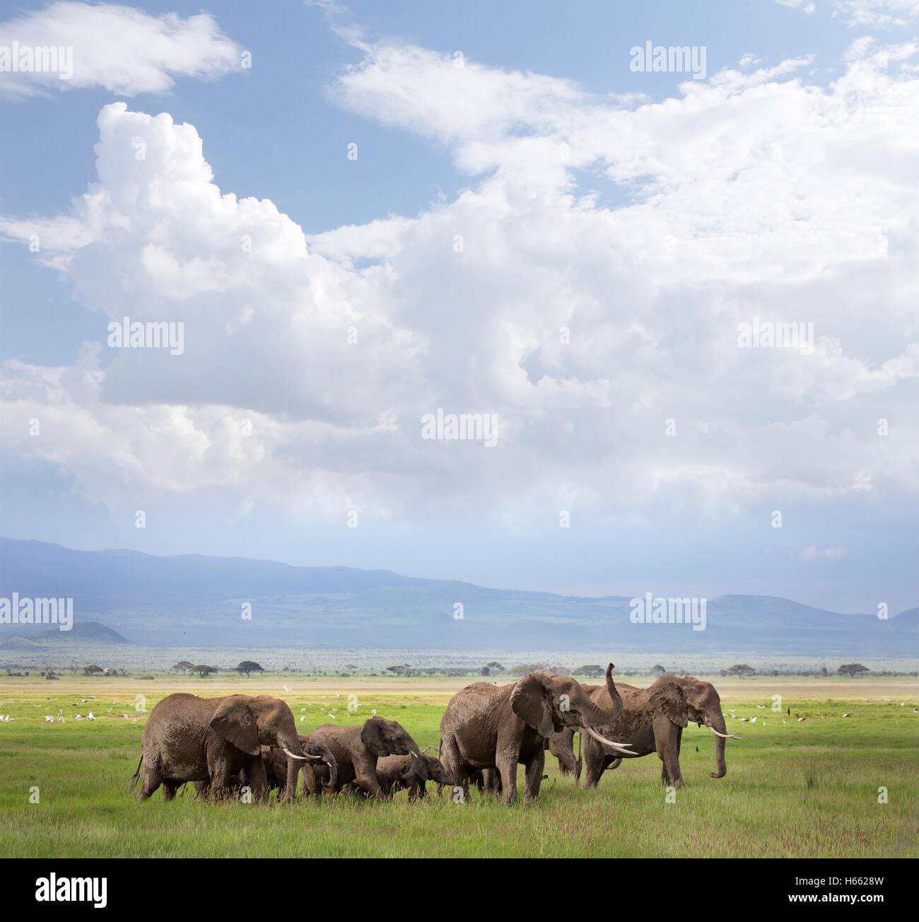 On safari in Amboseli National Park, Kenya. Stock Photo