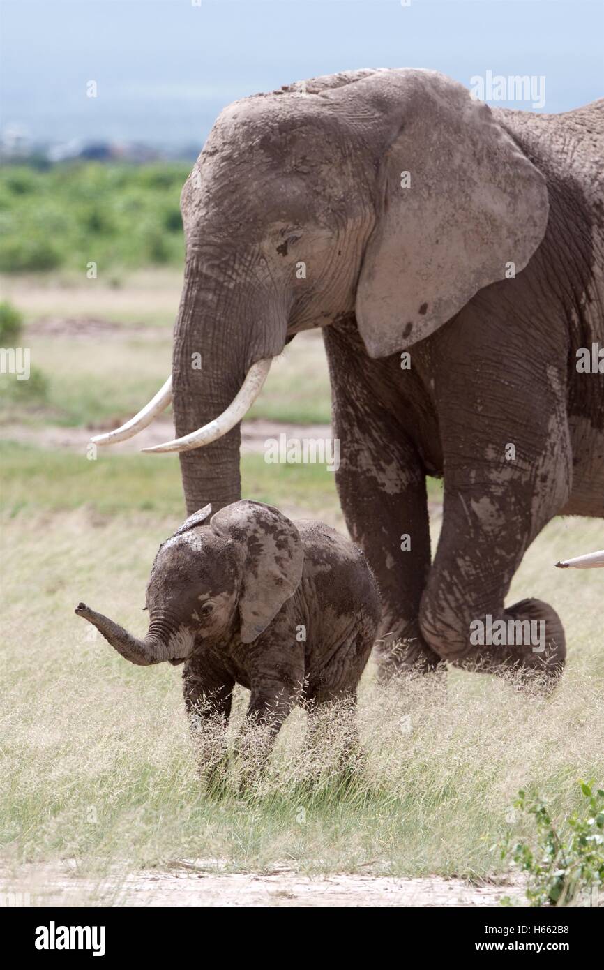 On safari in Amboseli National Park, Kenya. Stock Photo