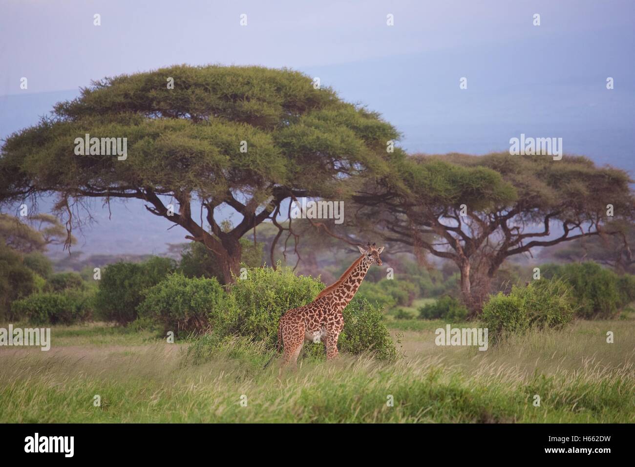 Viewing giraffes on safari in Amboseli National Park, Kenya. Stock Photo