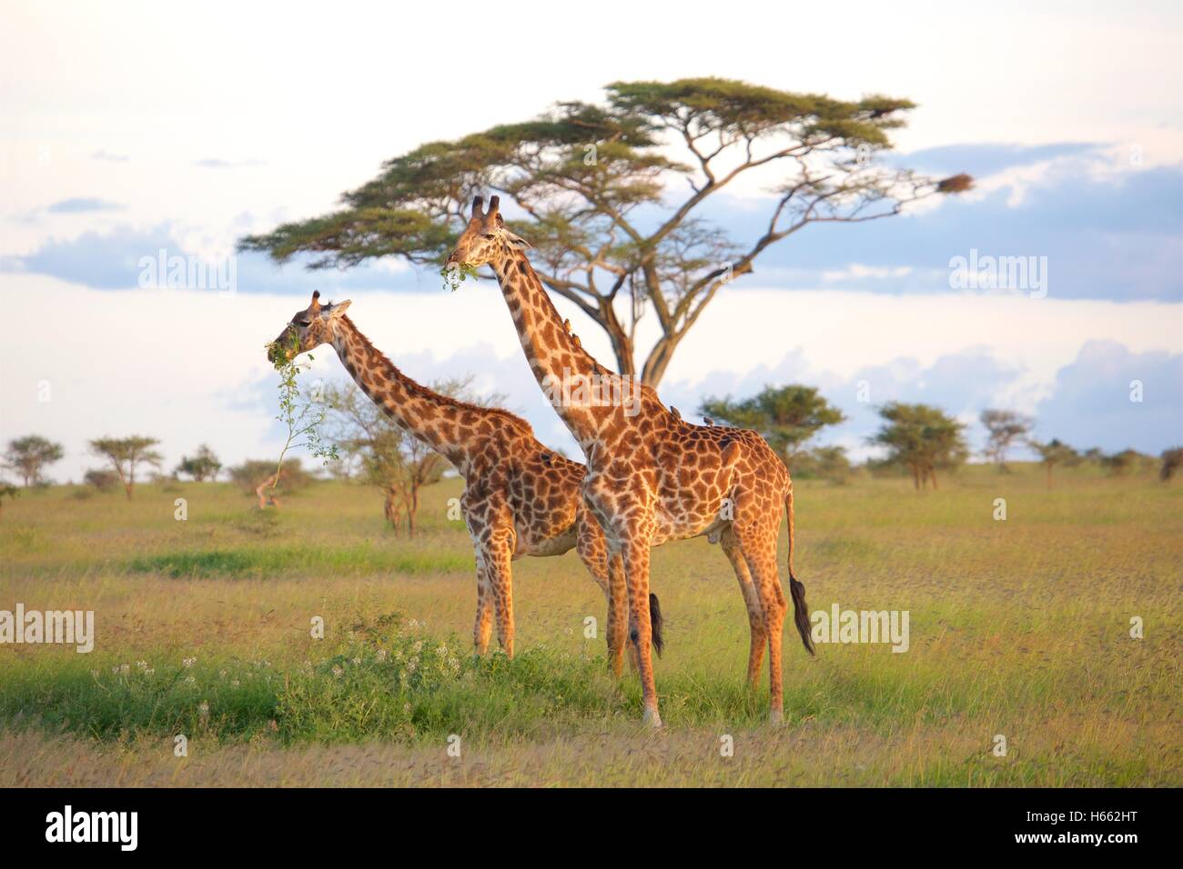 Viewing wild giraffe on safari in Serengeti National Park, Tanzania. Stock Photo