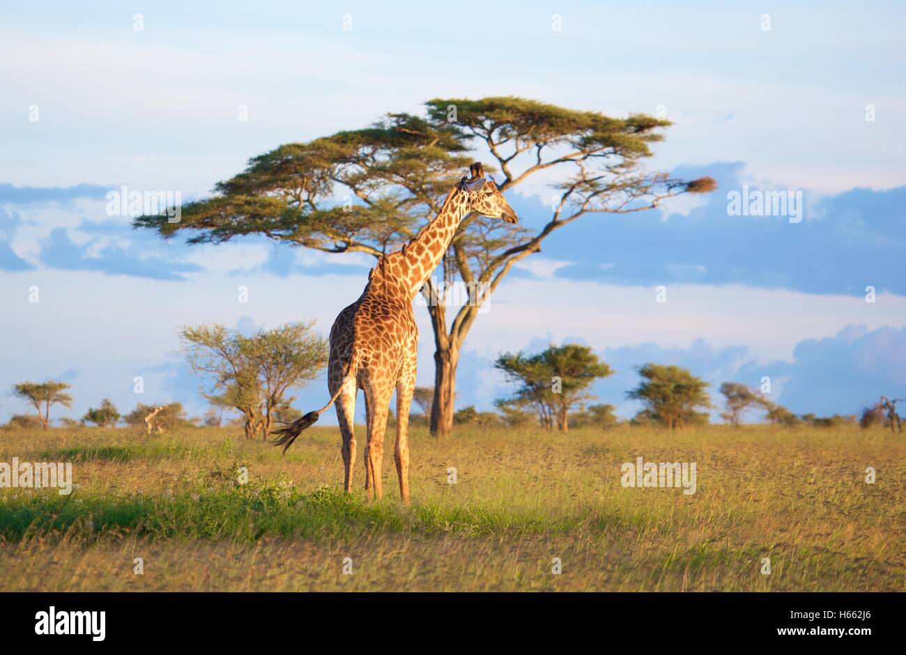 Viewing wild giraffe on safari in Serengeti National Park, Tanzania. Stock Photo