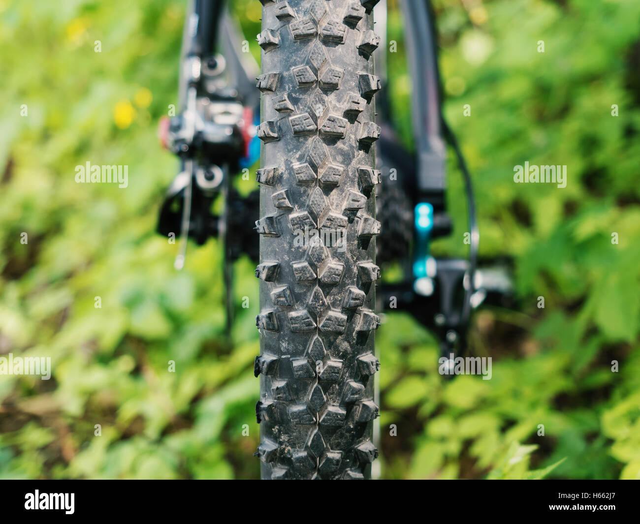 Depth of forest hi-res stock photography and images - Alamy