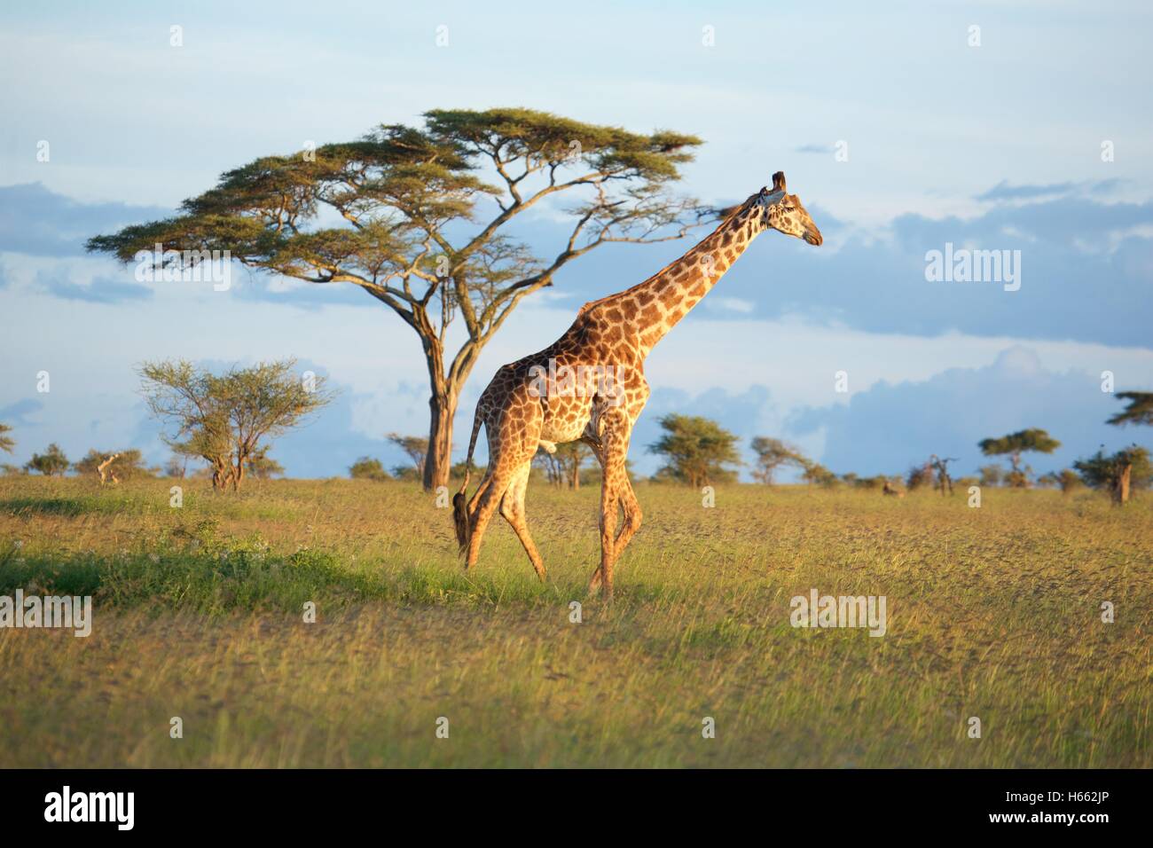 Viewing wild giraffe on safari in Serengeti National Park, Tanzania. Stock Photo