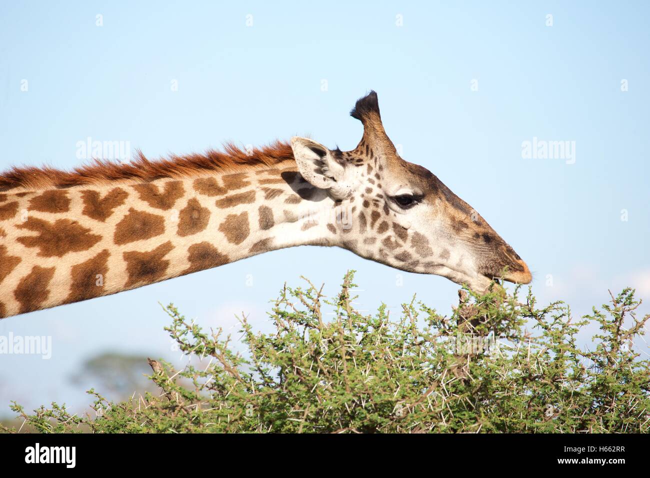 Viewing giraffes on safari in Serengeti National Park, Tanzania. Stock Photo