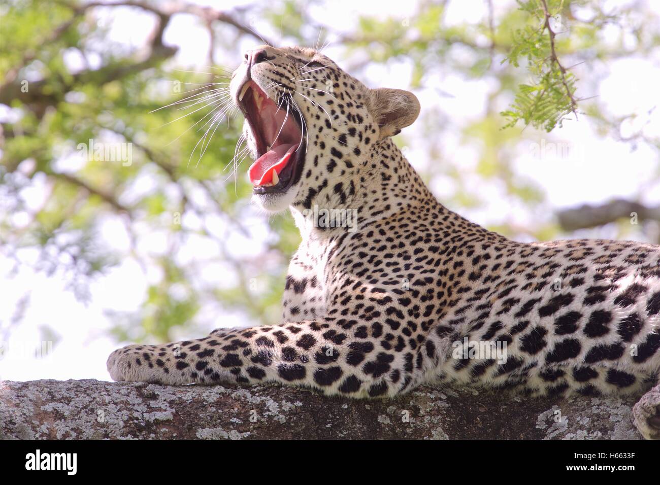 Viewing leopard on safari in Serengeti National Park, Tanzania. Stock Photo