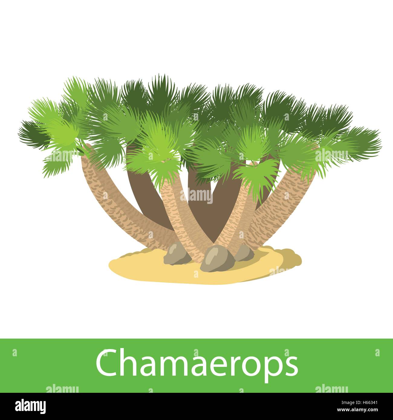 Illustration of the Chamaerops Stock Vector