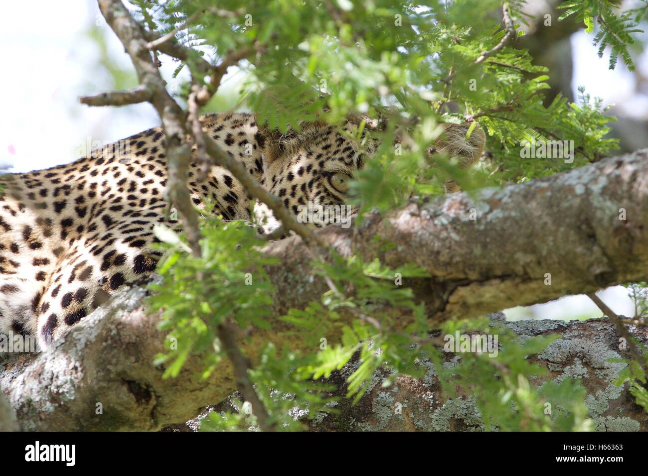 Viewing leopard on safari in Serengeti National Park, Tanzania. Stock Photo