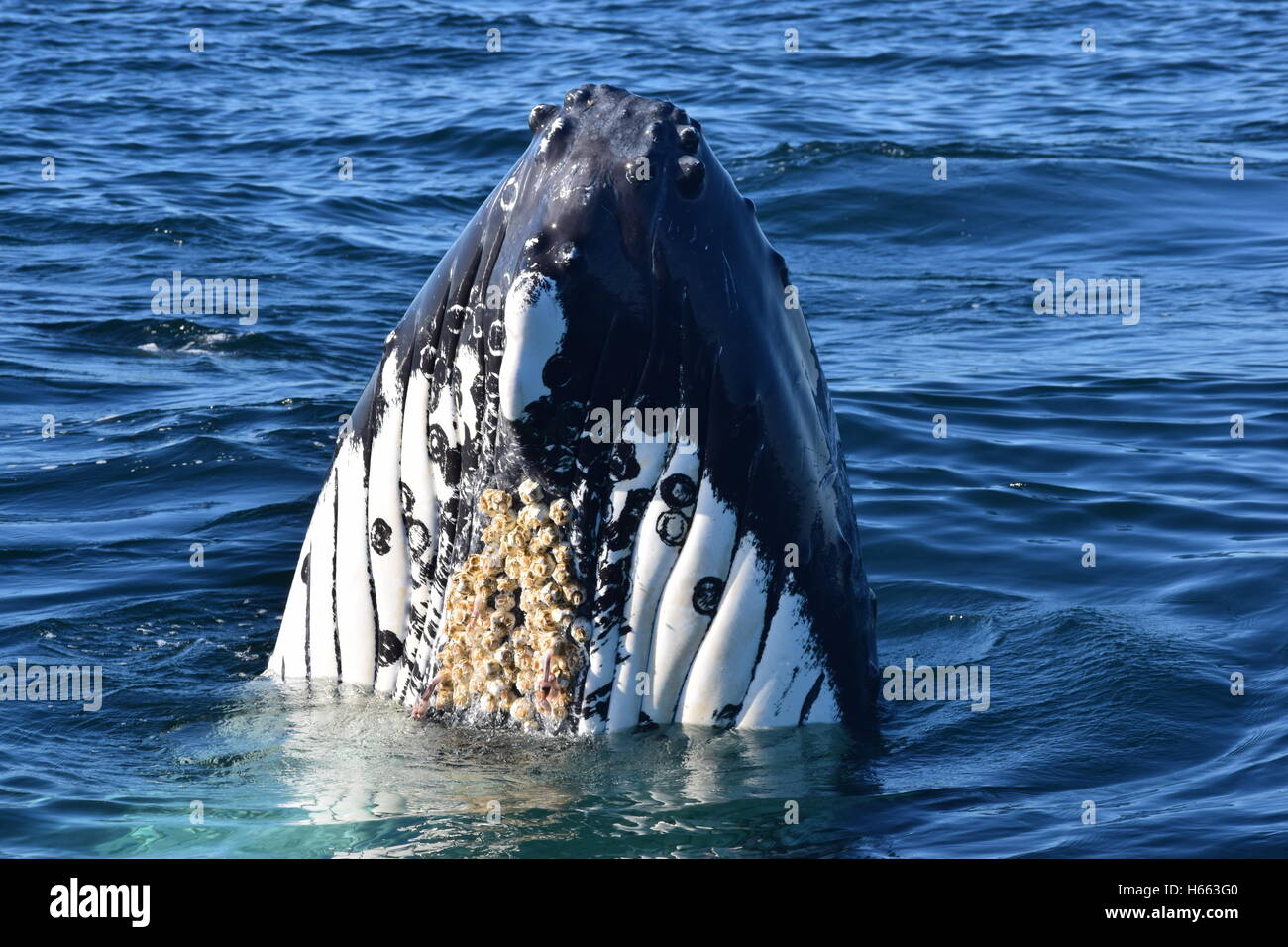 A humpback whale spy hopping, with barnacles visible on the belly. Stock Photo