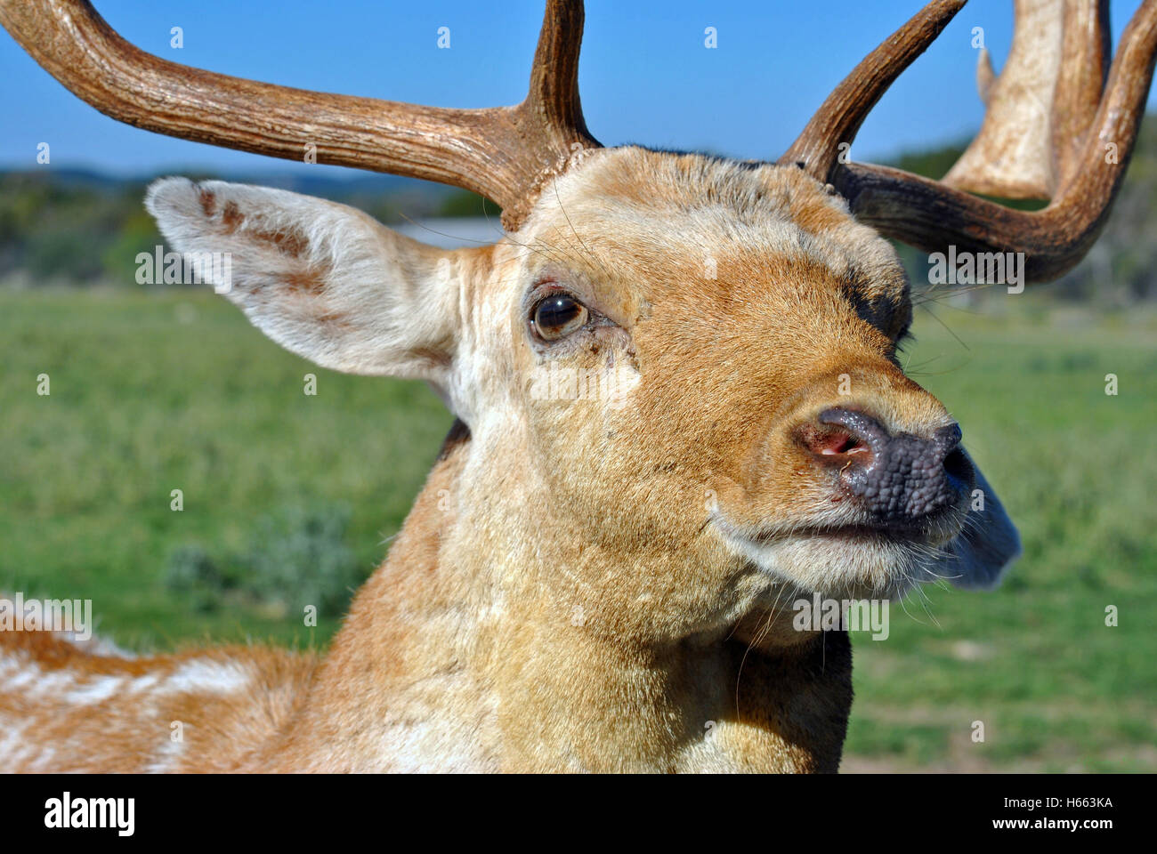 Fallow Deer Portrait Stock Photo - Alamy