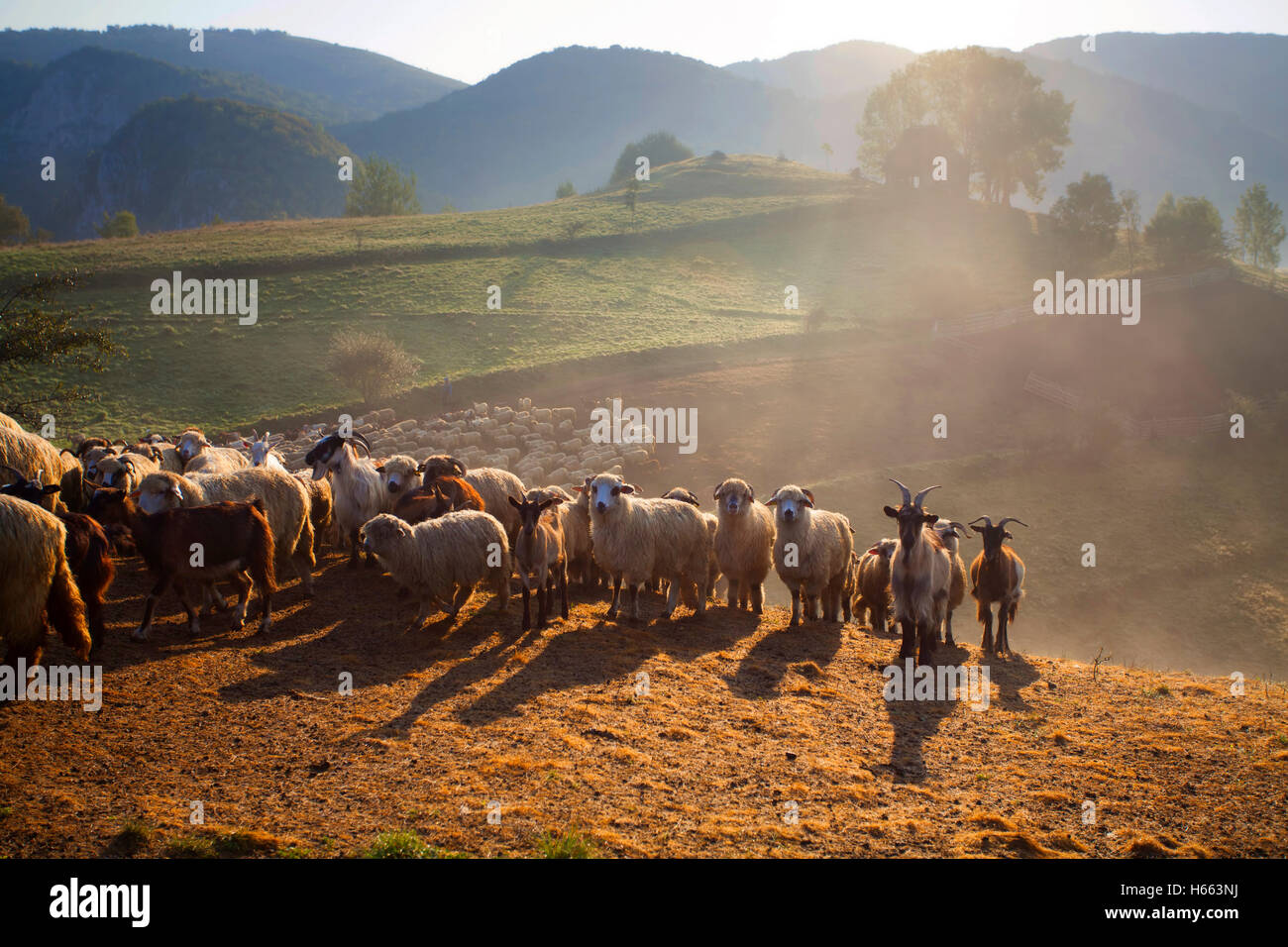 Heard of sheep in foggy morning in the Carpathian mountains in ...