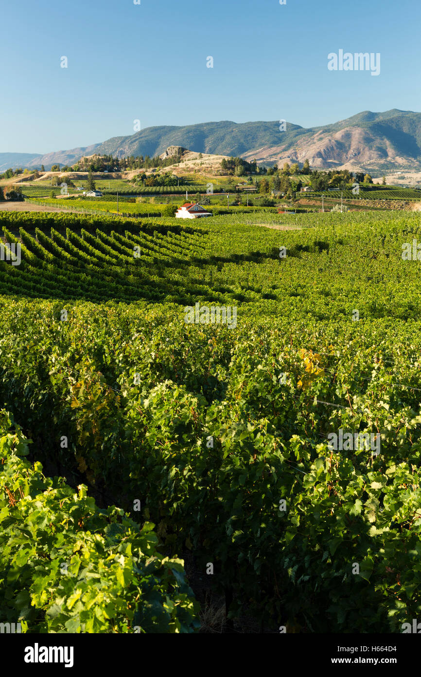 Winery vineyard in Penticton and Naramata in the Okanagan Valley of