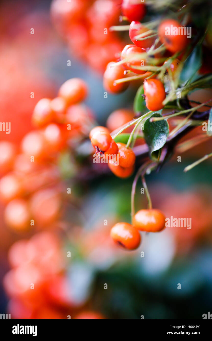 Orange cotoneaster berries in fall or autumn Stock Photo