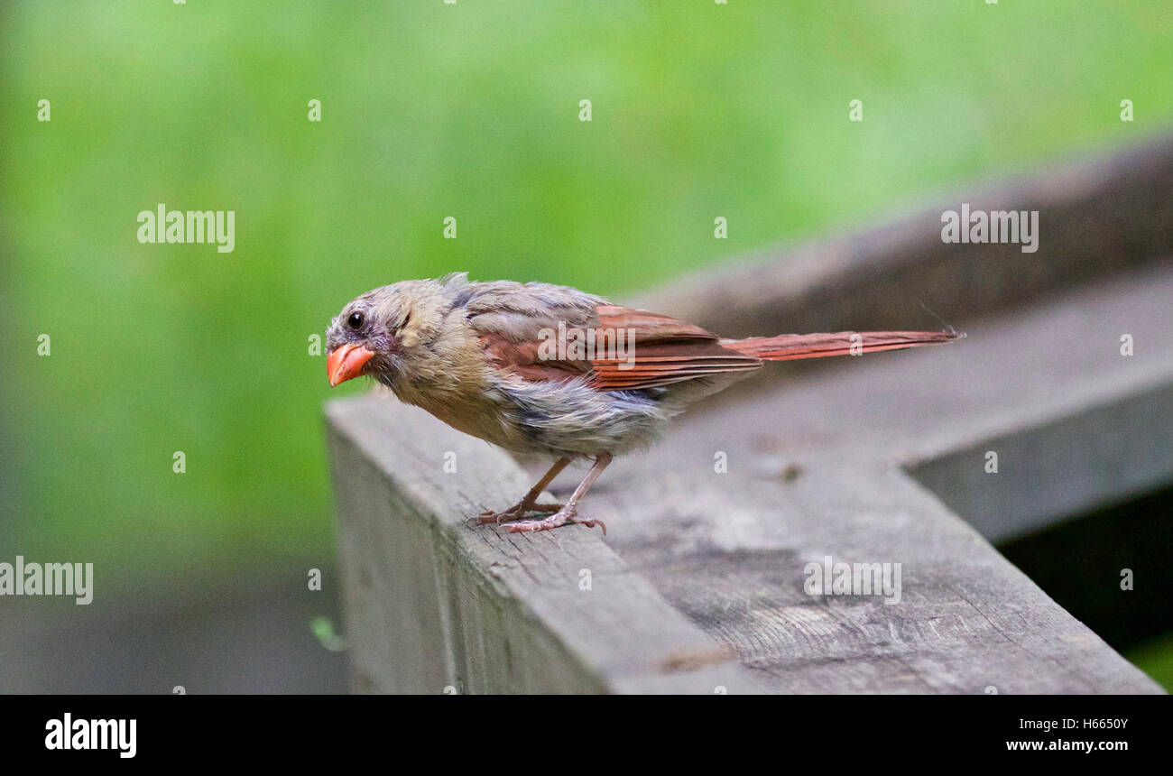 Beautiful red and gray colored bird Stock Photo