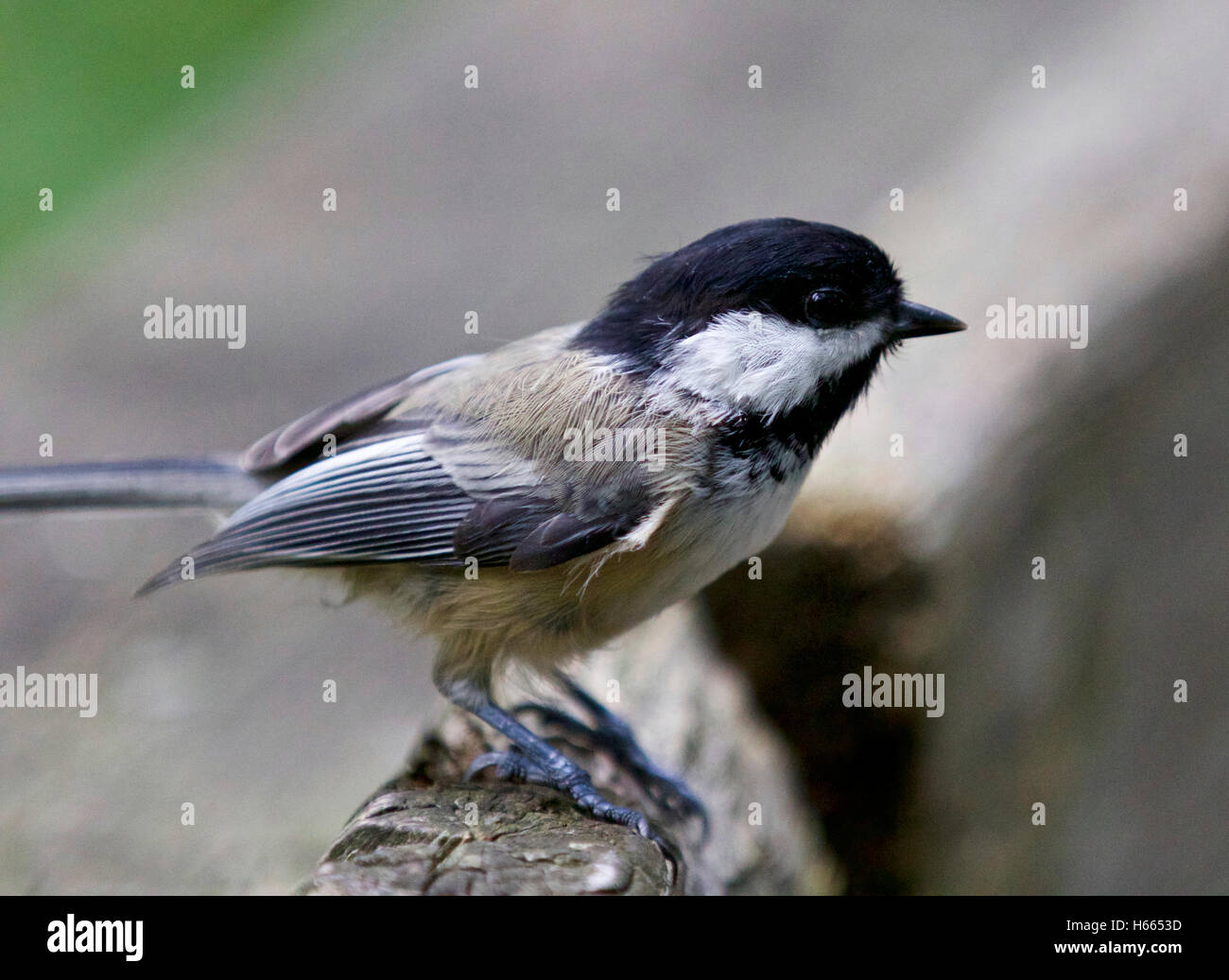 Capped Beautiful isolated photo of a black-capped chickadee Stock Photo - Alamy